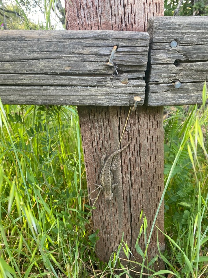 Western Fence Lizard